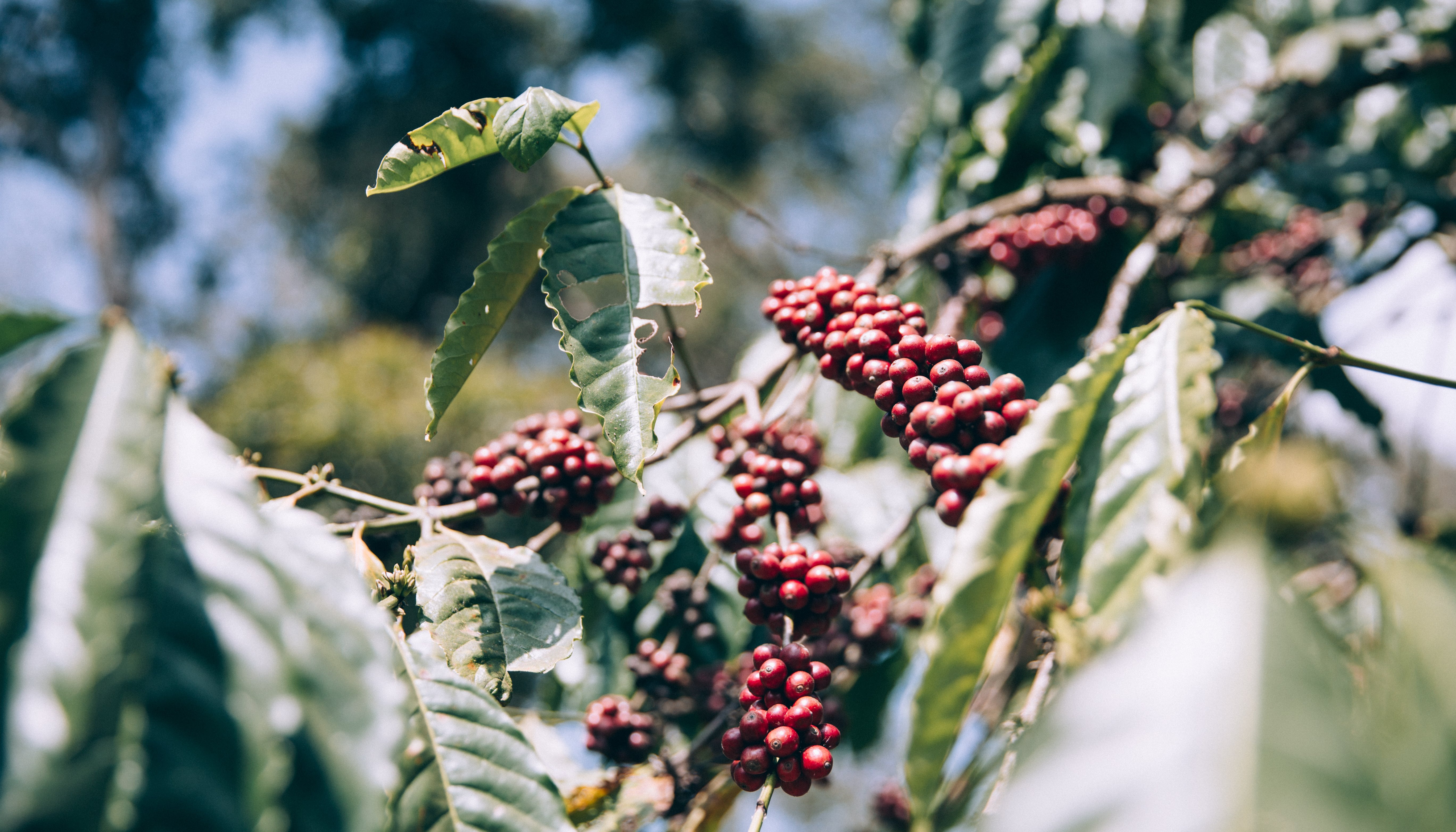 Read What About Single Origin Robusta? by Brodie Vissers