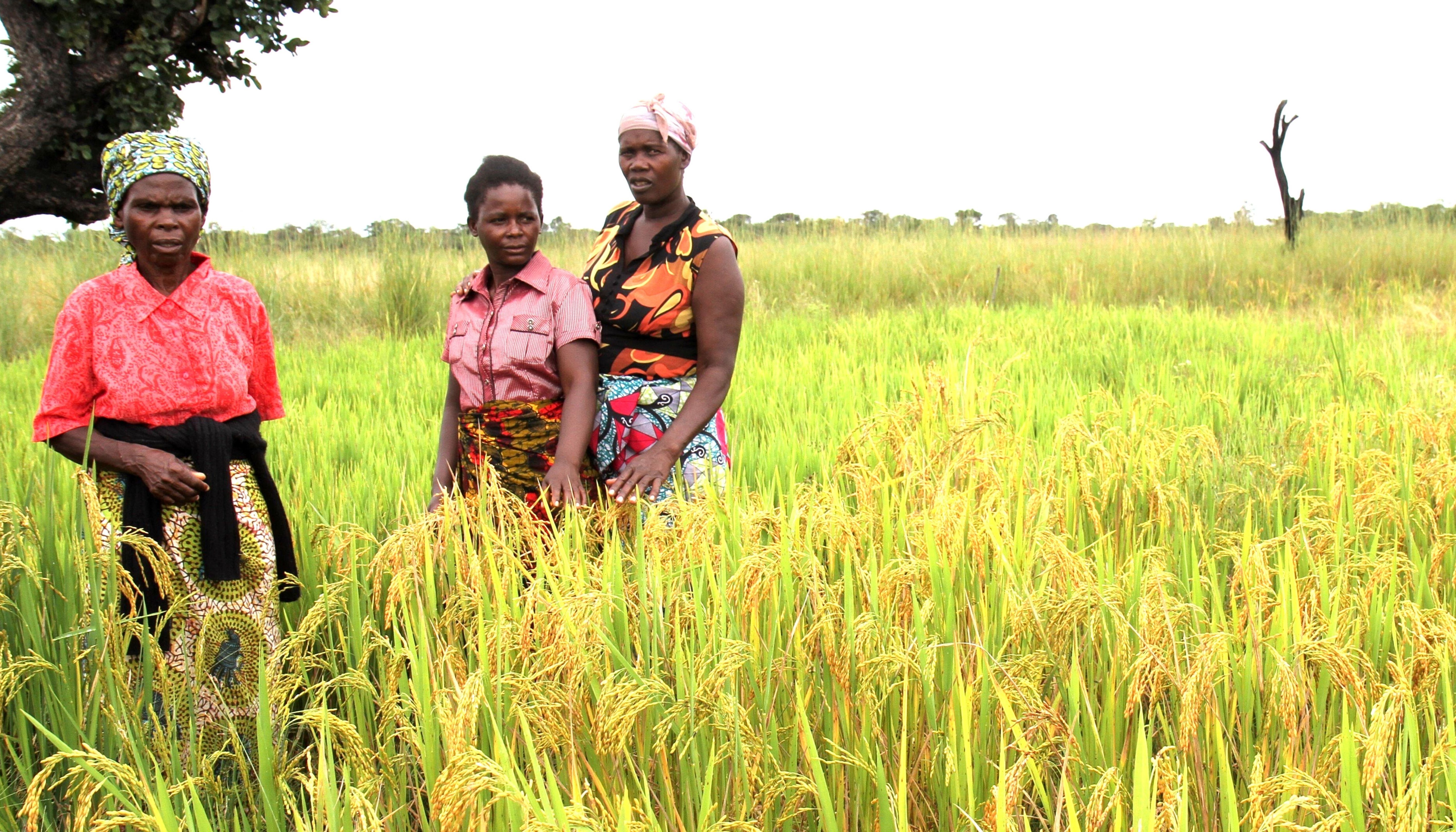 Read CONSERVATION AGRICULTURE by Climate UNDP