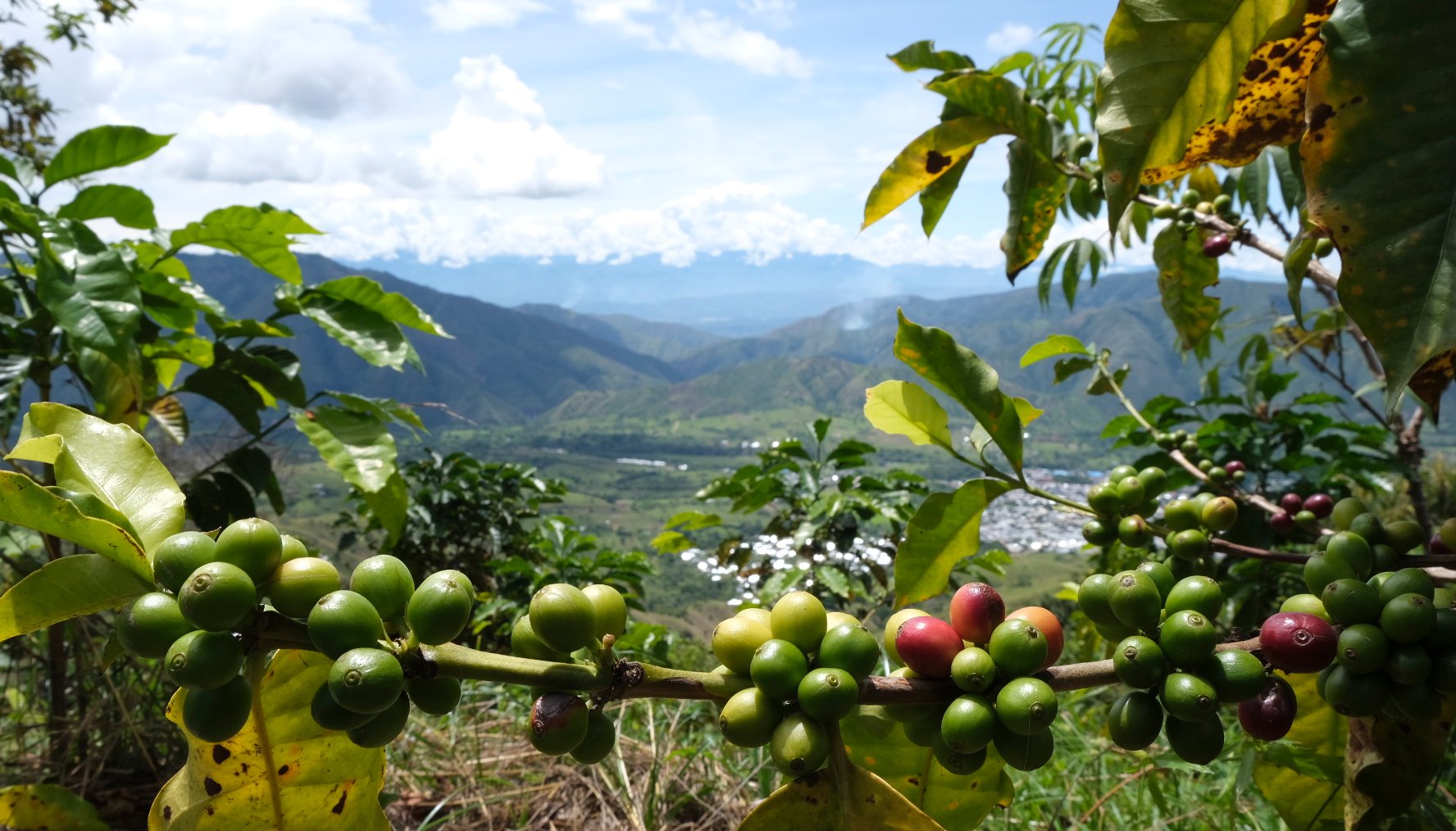Read Reconciliation begins with a cup of coffee by PNUD Colombia