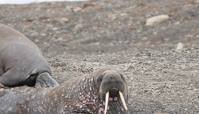 Read Svalbard's mammals by Evelyne Kozlowski