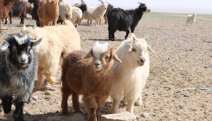 Read Mountain heritage and sustainable cashmere in Mongolia by Mountain Partnership