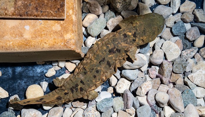 Read Restoring Indiana's Hellbenders by Purdue Agriculture