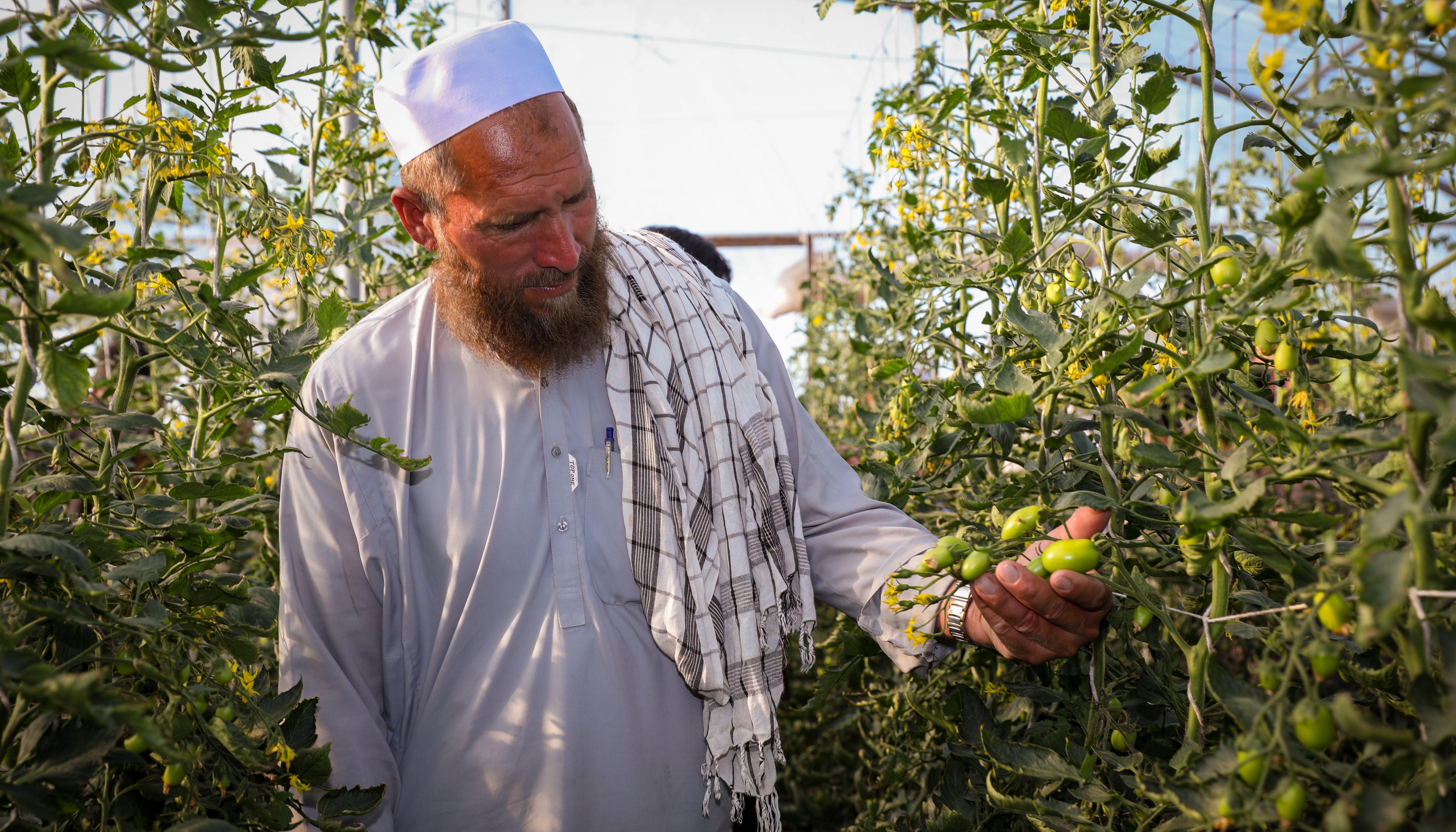 Read Merged Areas' farmers see light at the end of walk-in tunnels by UNDP Pakistan
