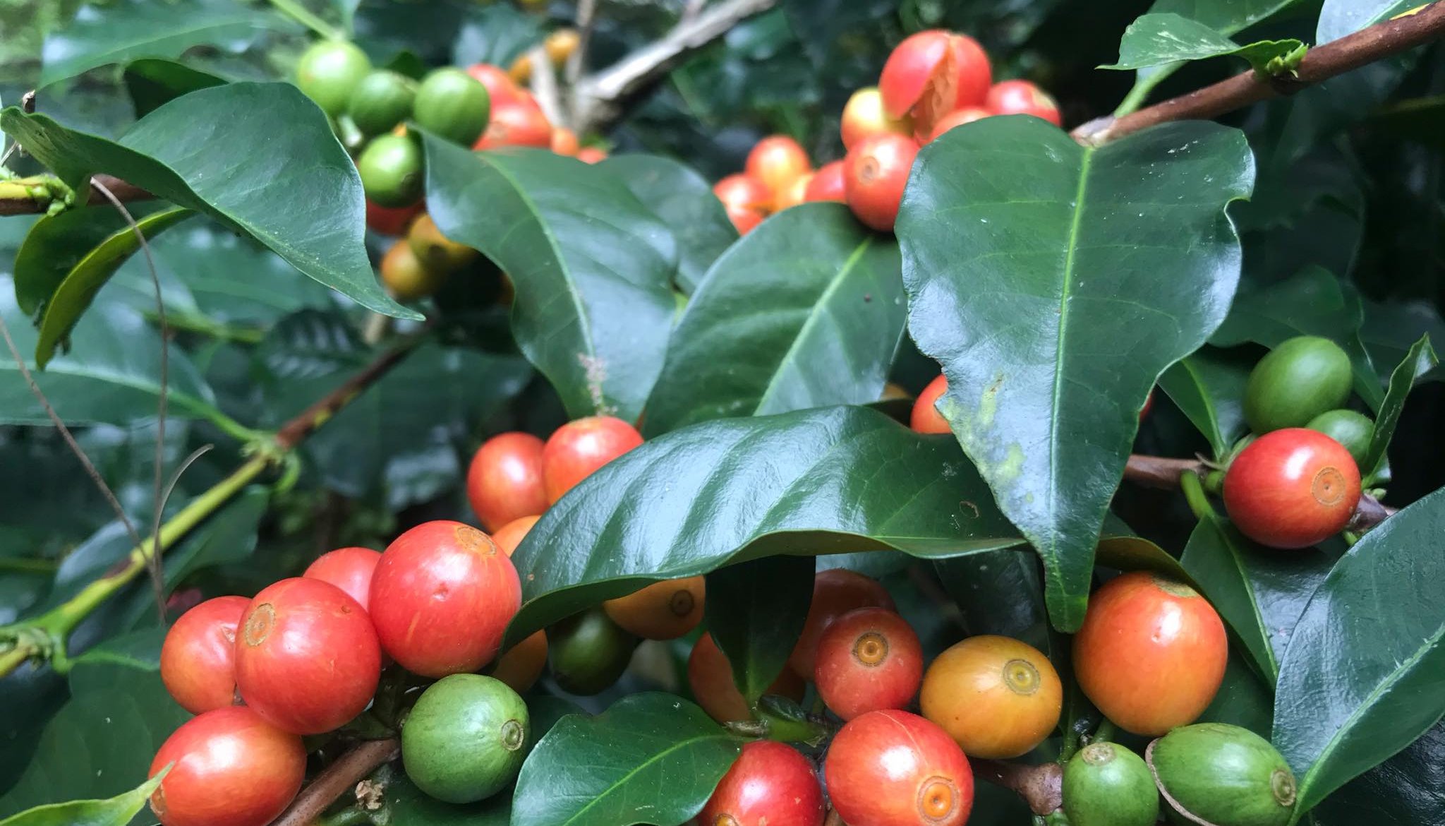Read Coffee boosts livelihoods and protects slopes in the Philippine Cordillera by Mountain Partnership