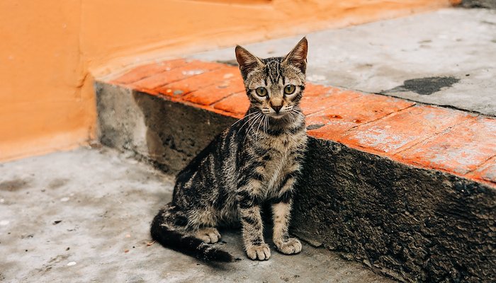Read Cats of&nbsp;Türkiye by Rebecca