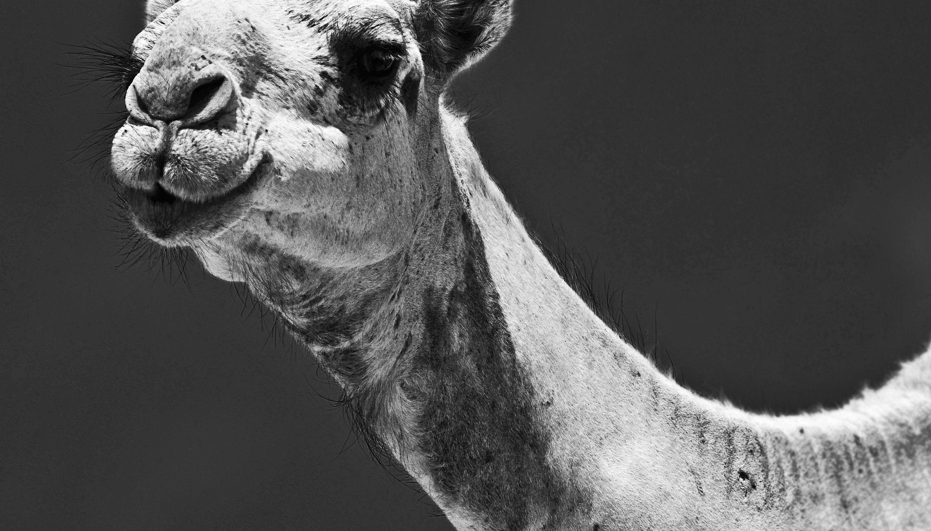 Read Somaliland 2014 by Jan Oberg