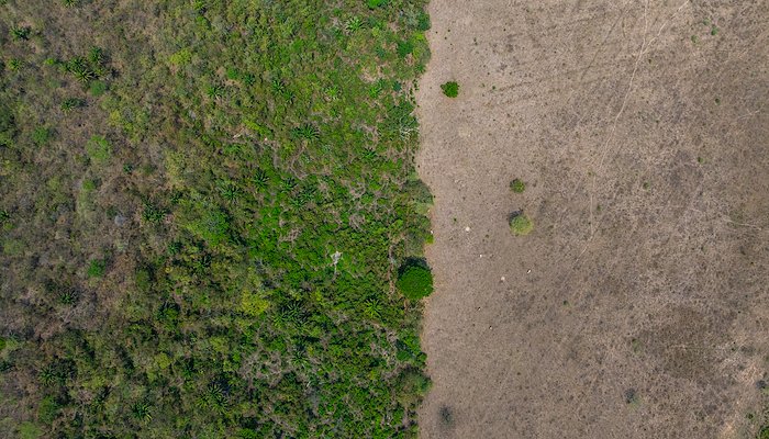 Read A Threatened Forest Springs to Life by USAID publications