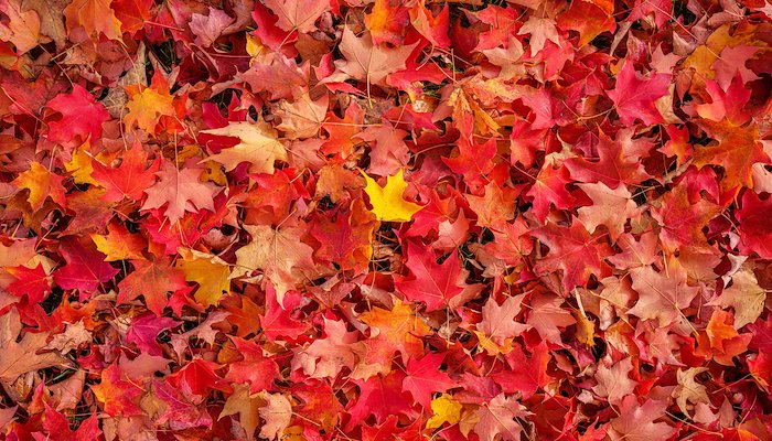 Read Autumnal hues by Notre Dame Stories