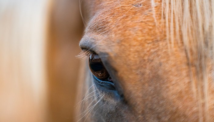 Read A Horse’s Homecoming by Purdue Agriculture