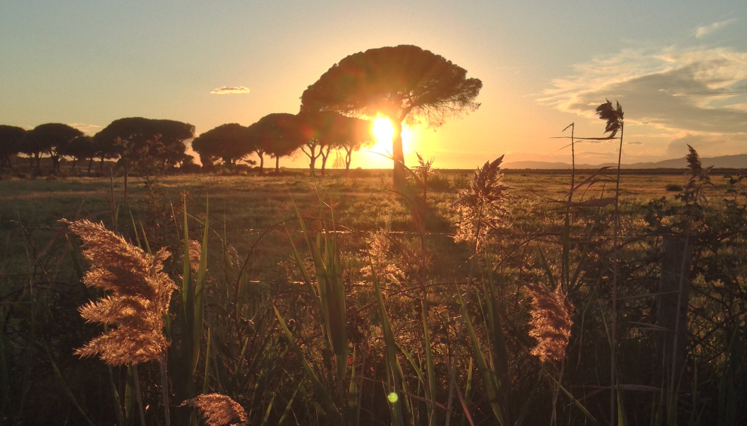 Read TRUE ITALIAN by Mike Kus