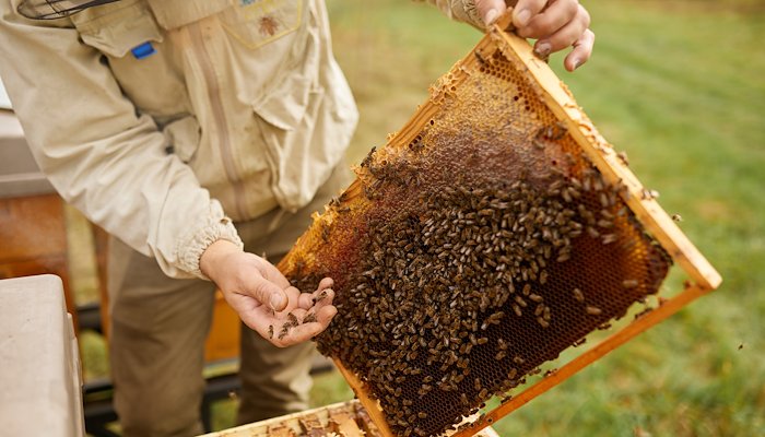 Read The resilience of Bee Land by UNDP Ukraine