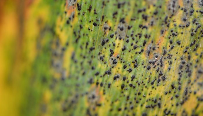 Read Revealing the hidden world of tar spot by Purdue Agriculture
