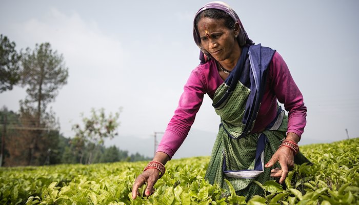Read TEA FOR TRANSFORMATION by USAID publications