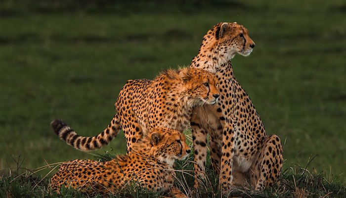 Read KENYA by Carolyn Walker