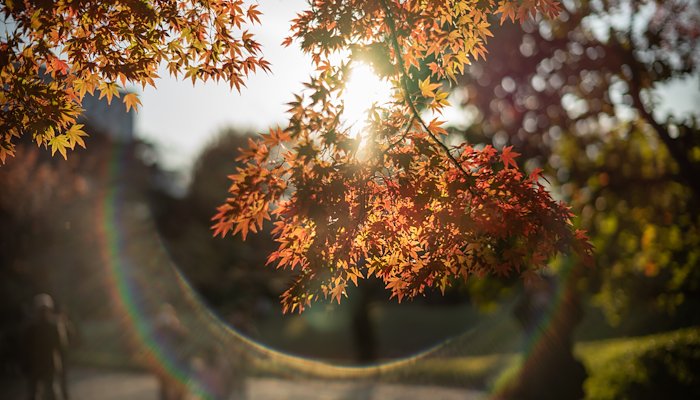 Read Autumn's Dream by Lydia Ho