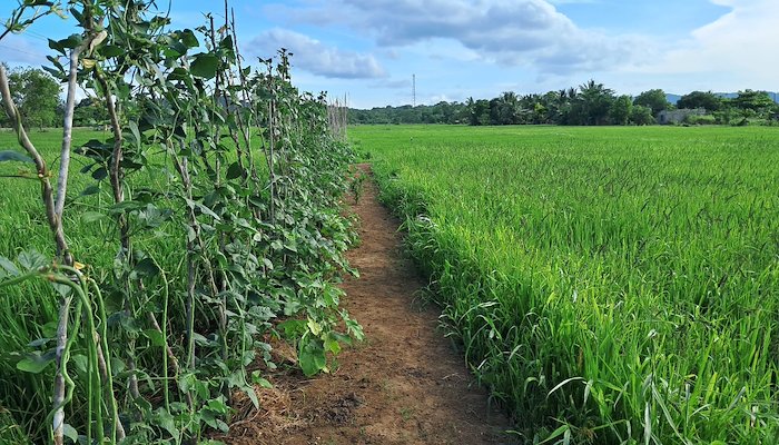 Read Innovative Water Management Techniques Revolutionizing Paddy Cultivation in Sri Lanka by UNDP Sri Lanka