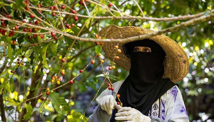 Read حماية زراعة البُن اليمني في ظل التغير المناخي: إرثٌ يتجسد في كل حبة by Communications UNDP Yemen