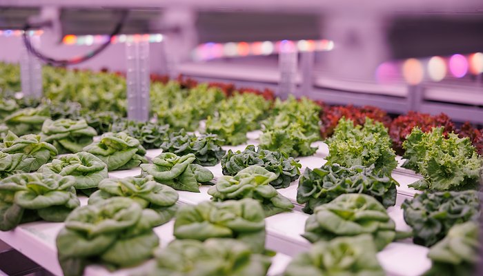 Read Women in green businesses by UNDP Moldova
