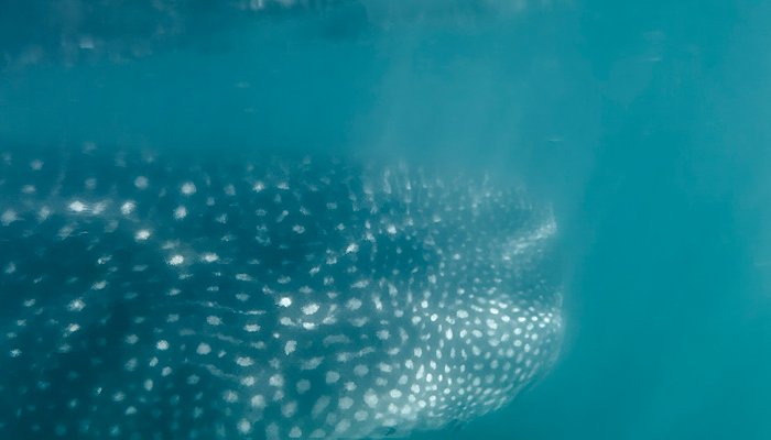 Read Whale Sharks by Lowell Robinson