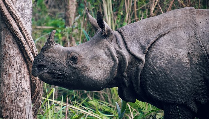 Read NEPAL • CHITWAN by César González Palomo