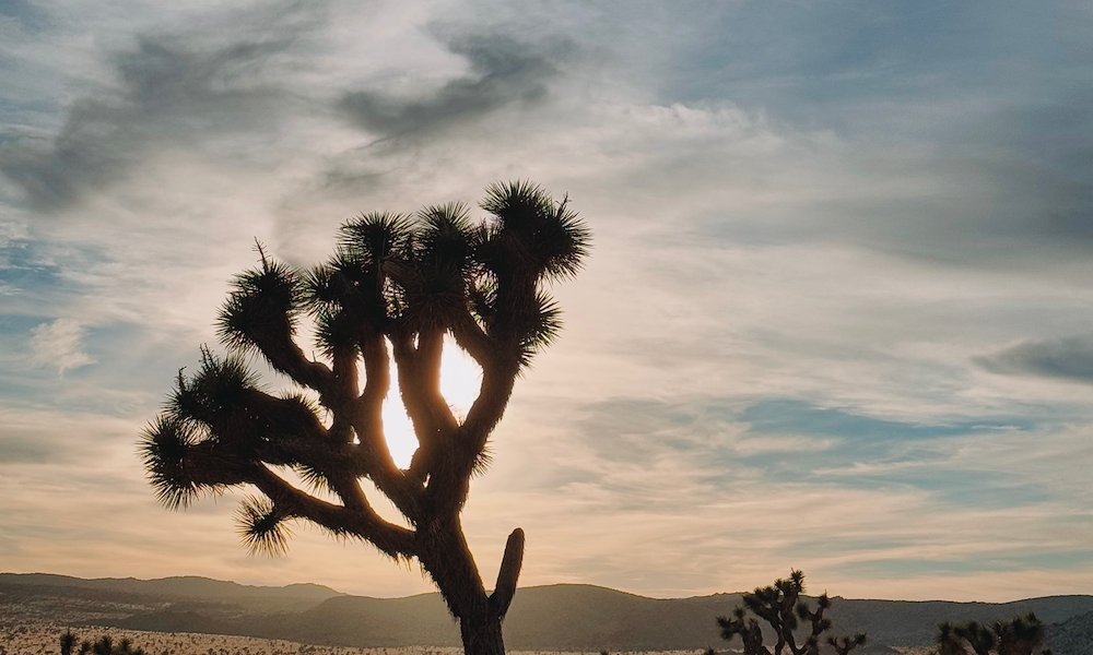 Desert exploring in Joshua Tree