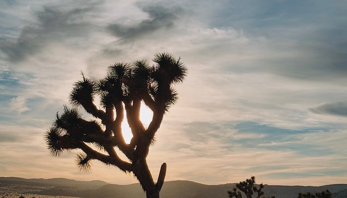 Read Desert exploring in Joshua Tree by Brandon Wang