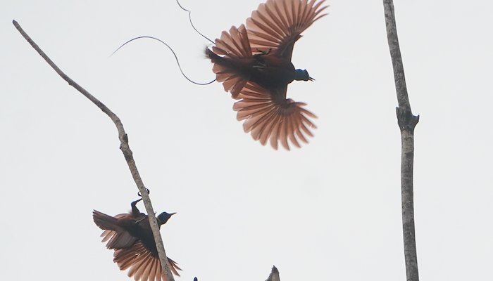 Read The wonderful beings in Paradise by Aditi Das Patnaik