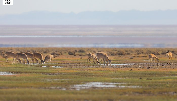 Read &nbsp; &nbsp; &nbsp; &nbsp; &nbsp; &nbsp;Saving Mongolia’s Springs&nbsp; &nbsp; &nbsp; &nbsp; &nbsp; &nbsp;&nbsp; by Tsetse Batmunkh