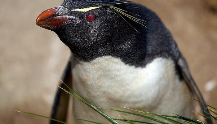 Read Islas Malvinas (The Falkland Islands) by Manasa Family