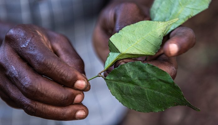 Read Respuestas ancestrales para combatir el cambio climático by UNDP Nature