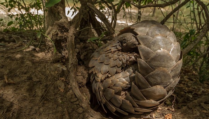 Read The Hidden Networks Behind Pangolin Trafficking by WWF Asia-Pacific