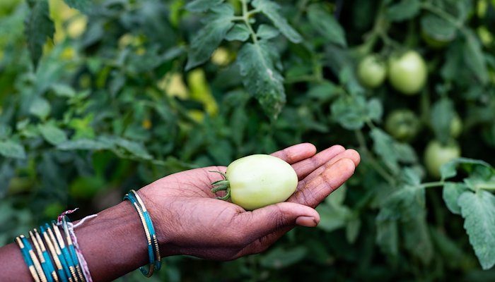 Read We Saw The Seeds Grow by The Hunger Project India