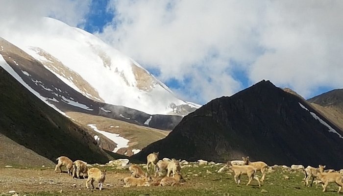 Read Bird’s Eye View of Sair Mountain by Tsetse Batmunkh