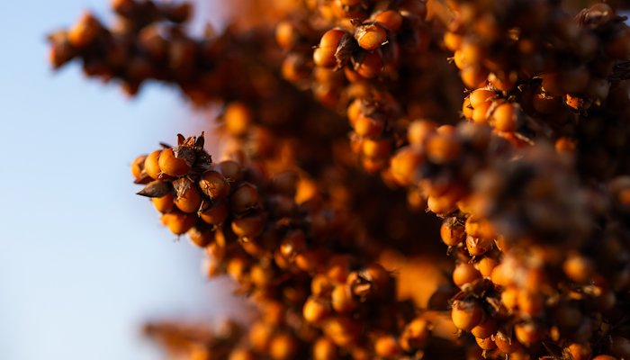 Read Seeds of Resilience&nbsp; by Ashley Rodgers