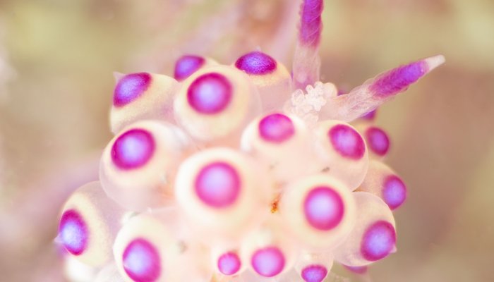Read Small Wonders of the Water World by SUNY Geneseo