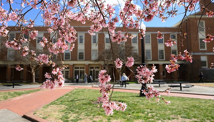Read Spring in the Forest by Wake Forest University