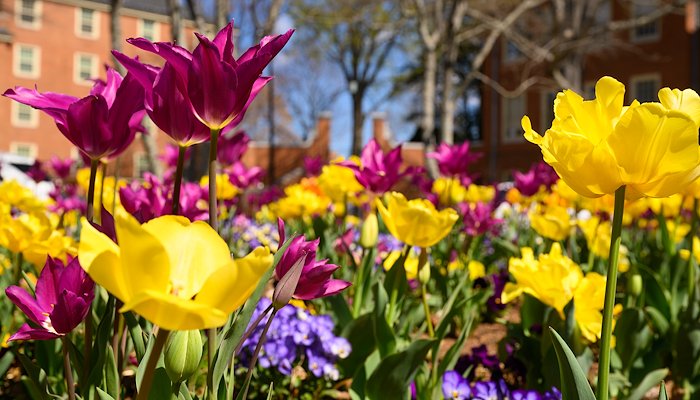 Read Spring in the Forest by Wake Forest University