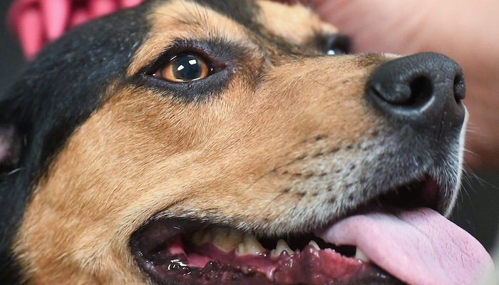 Read USDA Detector Dogs by United States Department of Agriculture