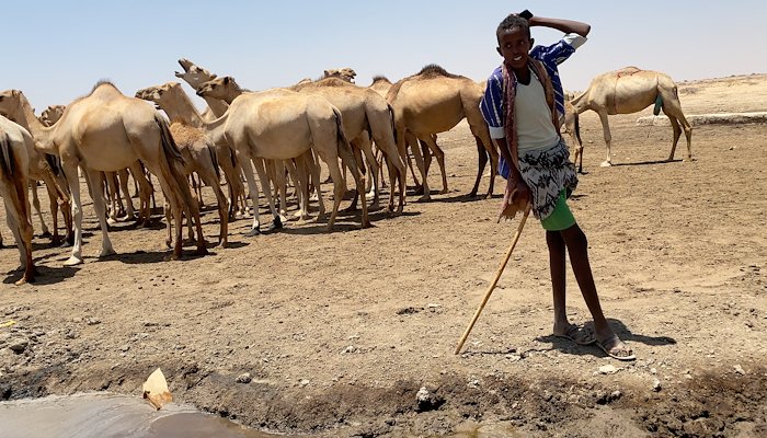 Read A signal for Somali pastoralists by UNDP Somalia