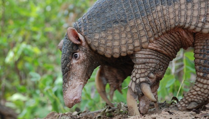 Read El guardián del armadillo gigante by UNDP Nature