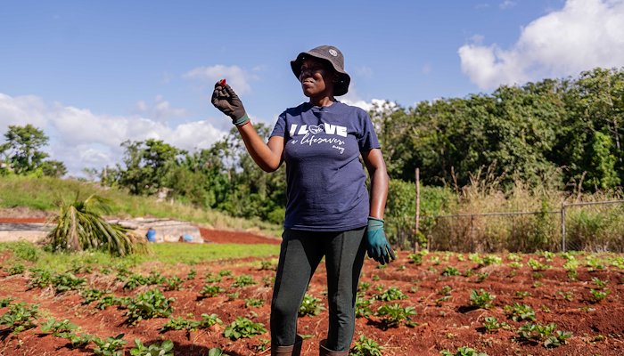 Read Blood, Sweat & Resilience by UNDP Multi Country Office in Jamaica