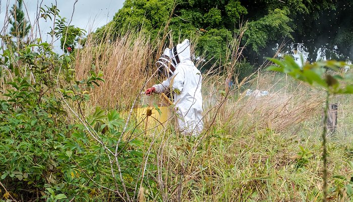 Read How we make honey by Marian Reid