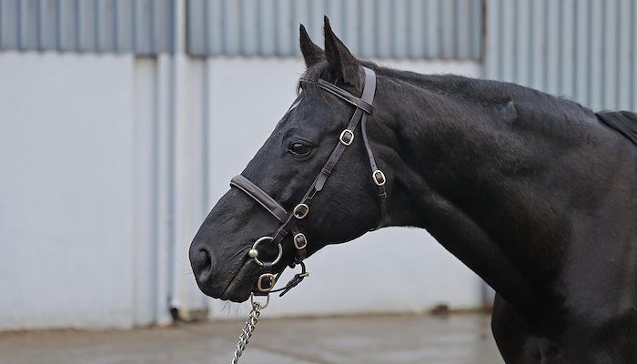 Read Young jumps French stallions&nbsp; by Sally DUCKETT