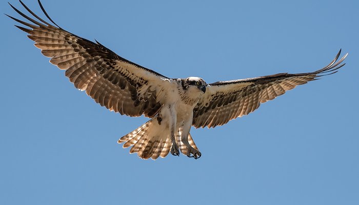 Read OSPREY by Steve Gray