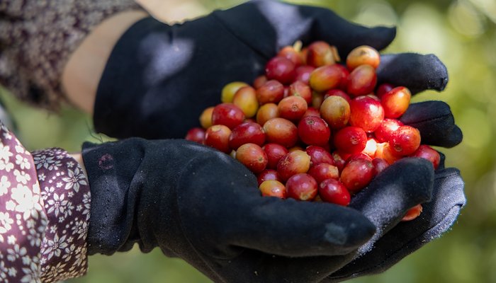 Read Preserving coffee cultivation amidst climate change in Yemen by United Nations Development Programme