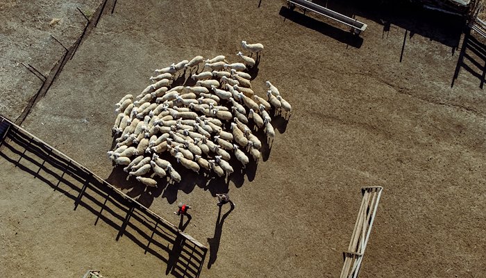 Read Crocus and Narcissus, the sheep with flower names and digital passports by UNDP Moldova