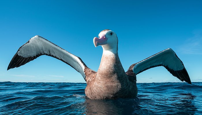 Read Fishers and bird experts team up to protect seabirds by IW:LEARN