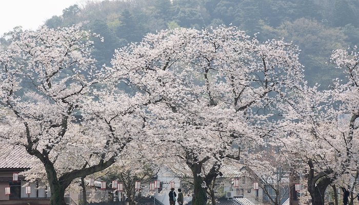 Read Hokuriku in the spring by Edmond Leung