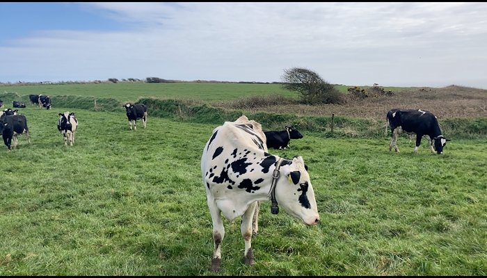 Read Retaining the Nitrates Derogation: Make or Break for the Dairy Industry? by Claire Mc Donald