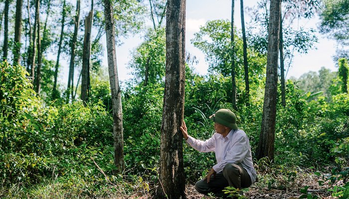 Read Roots of Resilience by WWF Asia-Pacific